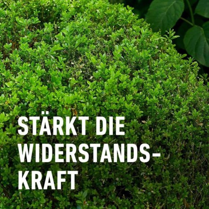 COMPO Buchsbaum- und Ilex Langzeit-Dünger, 6 Monate Langzeitwirkung, 850 g, 17 m², 26044