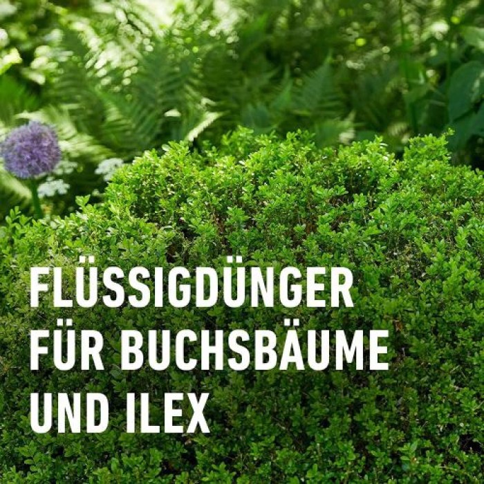 COMPO Buchsbaum- und Ilexdünger, Dünger für alle Buchsbäume, Spezial-Flüssigdünger mit extra Eisen, 1 Liter, 22558