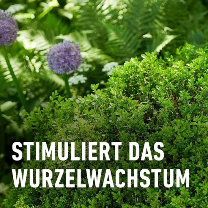 COMPO Buchsbaum- und Ilexdünger, Dünger für alle Buchsbäume, Spezial-Flüssigdünger mit extra Eisen, 1 Liter, 22558