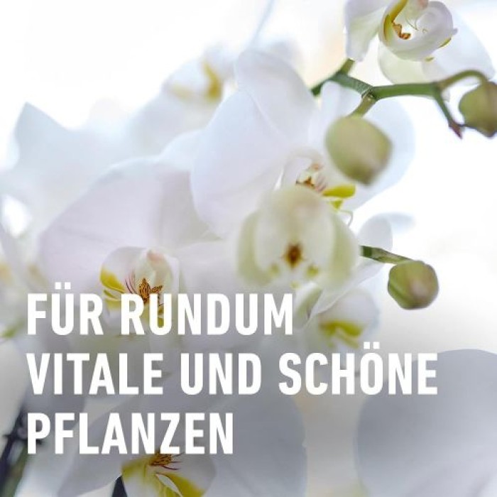 COMPO Düngestäbchen für Orchideen, mit 3 Monaten Langzeitwirkung, 20 Stück, 11978