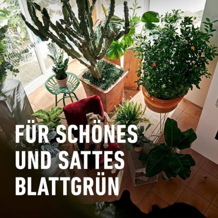 COMPO Grünpflanzen- und Palmen Düngestäbchen mit Guano, mit 3 Monaten Langzeitwirkung, 30 Stück, 12064