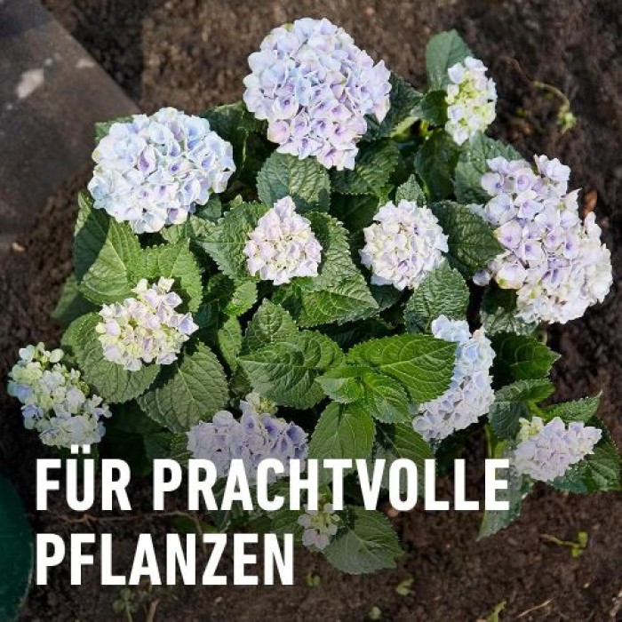 COMPO Rhodo- und Hortensien Vital, Spezial-Dünger, 1 kg, 21795