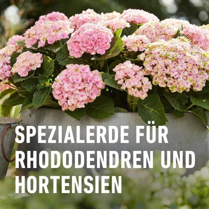 COMPO SANA Rhododendron- und Hortensienerde, 20 Liter, 11741