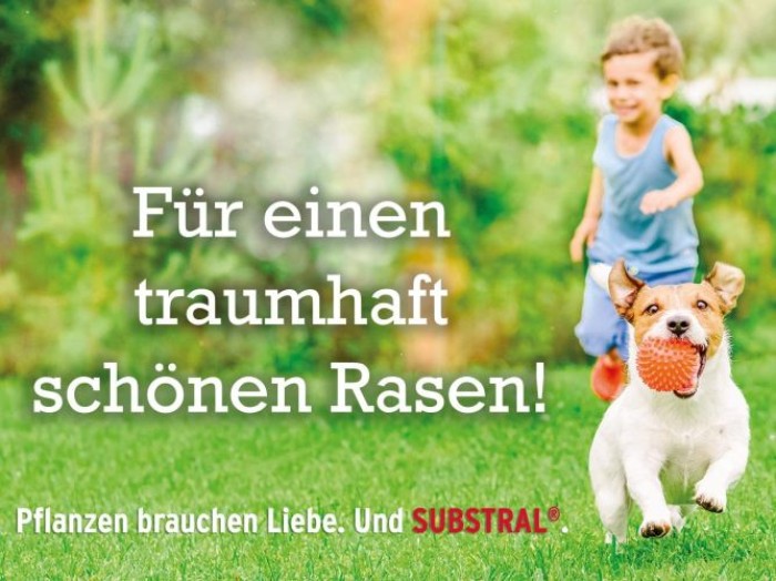 Substral Rasensamen Sport und Spiel, strapazierfähige Rasensaat-Mischung mit Grünfärbung gegen Vogelfraß, 2kg, 100m², Blau 2kg - 100qm Single 87971