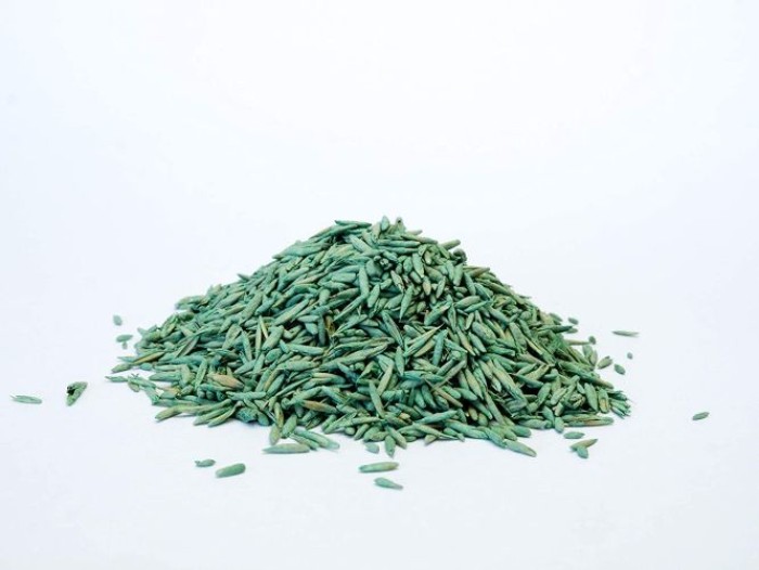 Substral Rasensamen Sport und Spiel, strapazierfähige Rasensaat-Mischung mit Grünfärbung gegen Vogelfraß, 2kg, 100m², Blau 2kg - 100qm Single 87971
