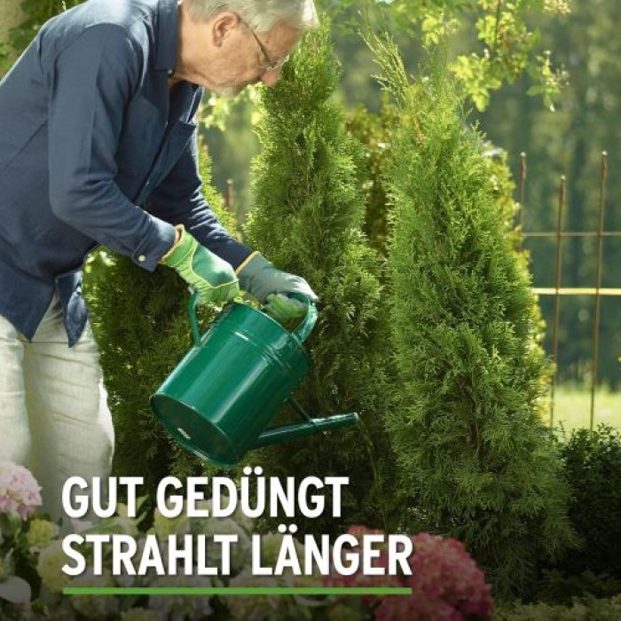 Substral Thuja-Vital, Spezial-Dünger zum Spritzen und Gießen für Thujen, Zypressen, Buchs, Kirschlorbeer, 500 ml, 66600