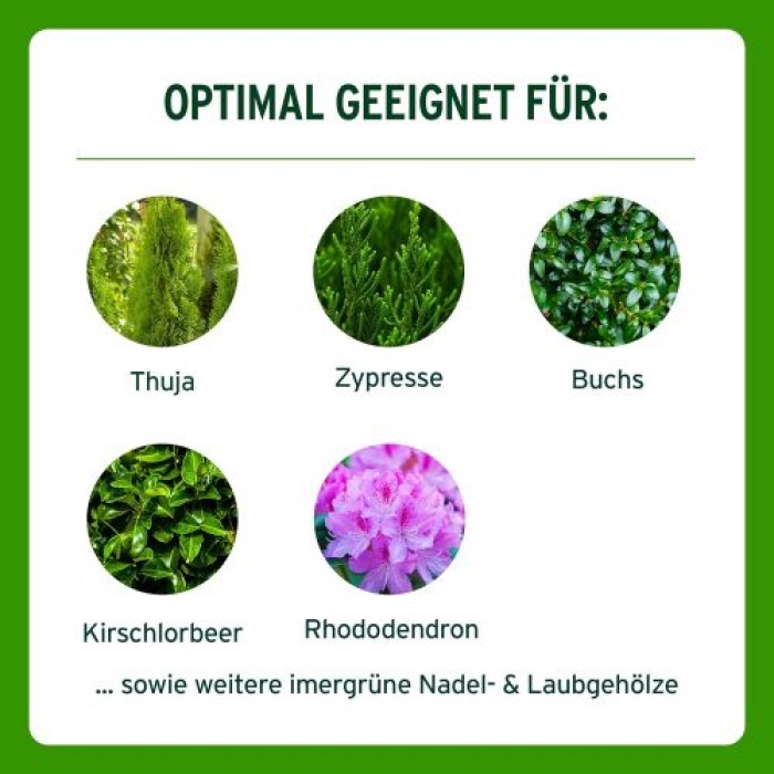 Substral Thuja-Vital, Spezial-Dünger zum Spritzen und Gießen für Thujen, Zypressen, Buchs, Kirschlorbeer, 500 ml, 66600