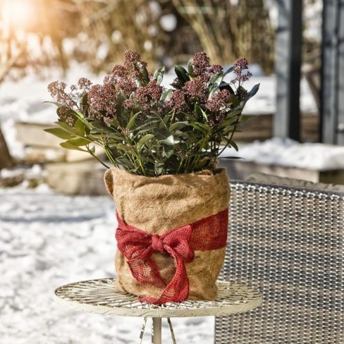 Windhager Jute Winterschutz Vliesmatte Greenline, 0,5 x 4 m, 07521