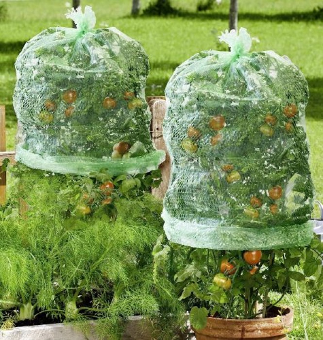 Windhager Tomaten-Folienhaube mitwachsend, Folie für Tomaten, 1,25 x 0,65 m, grün, 06765