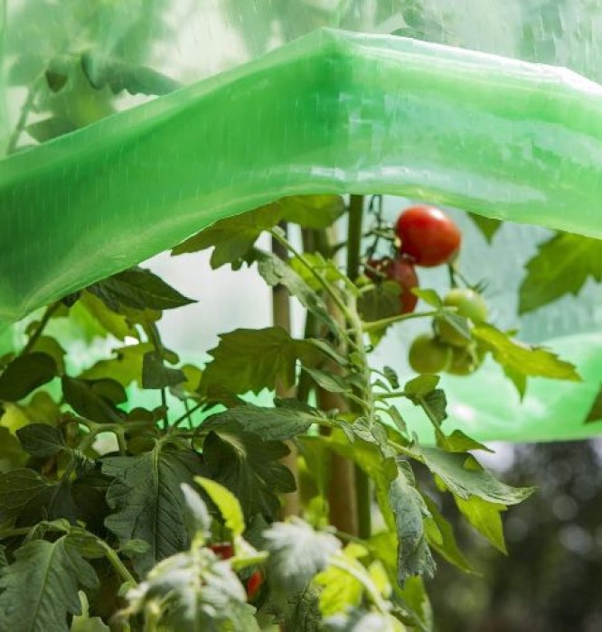 Windhager Tomaten-Folienhaube mitwachsend, Folie für Tomaten, 1,25 x 0,65 m, grün, 06765