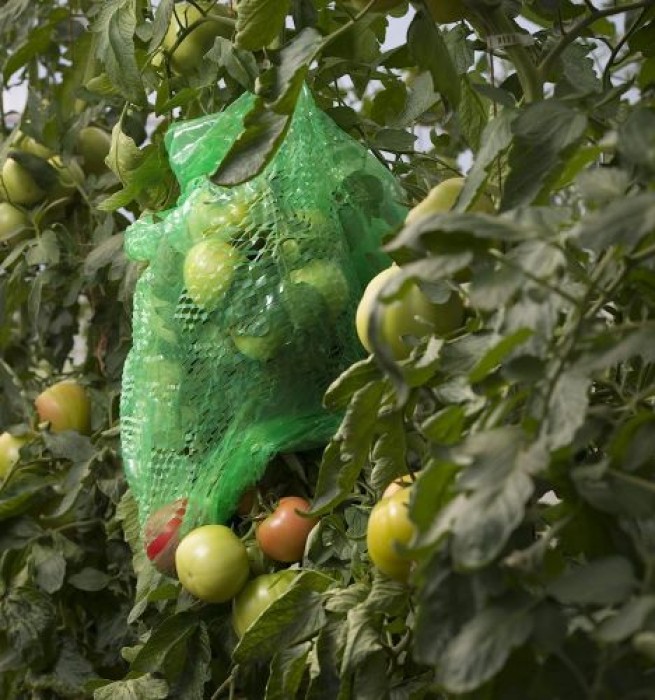Windhager Tomaten-Folienhaube mitwachsend, Folie für Tomaten, 1,25 x 0,65 m, grün, 06765
