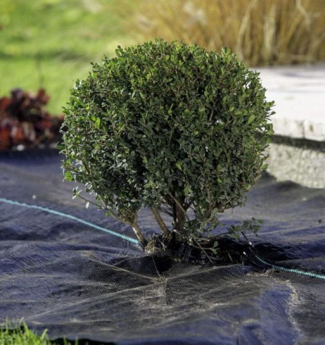 Windhager Unterboden-Gewebe, Anti-Unkrautgewebe, Bändchengewebe, Bodengewebe, wasserdurchlässig, 100 g/ m², 5 x 2 m, schwarz, 06751 6751